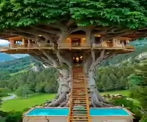 معماری خلاقانه؛ خونه ساختن بالای درخت تنومند همجوار ابرا پله اش انگار مرز دنیا و بهشت