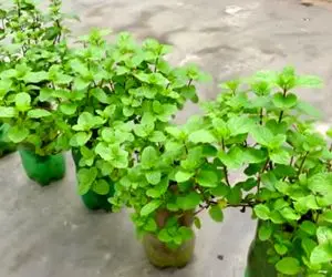 ایده های خلاقانه؛ نحوه پرورش نعناع تو بطری های پلاستیکی آب معدنی آبیاری هم نمیخواد