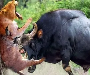 از جذابیت های حیات وحش؛ چند حمله ناجوانمردانه توسط حیوانات وحشی و خشمگین به شیر!