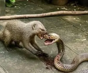 مستند حیات وحش؛ نبرد مذبوحانه مانگوس و مار برای بقا