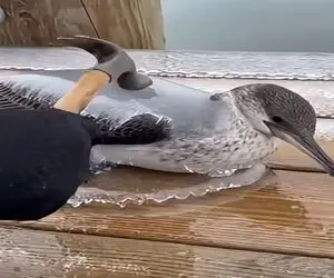 معماری طبیعت؛ پرنده بینوا تو برف یخ زده خدا خیرش بده با چکش تقه زد آزاد شد