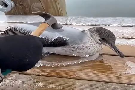 معماری طبیعت؛ پرنده بینوا تو برف یخ زده خدا خیرش بده با چکش تقه زد آزاد شد