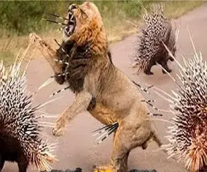 شاهکار حیات وحش / ویار جوجه تیغی شیر کار دستش داد