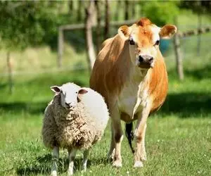 (جدول) قیمت دام زنده ۱۵ اسفند ۱۴۰۳ / نرخ گوسفند زنده مشخص شد 