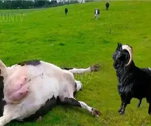 شاهکار حیات وحش؛ بز کله شق گاوی که ده تای خودش بود زمین گیر کرد