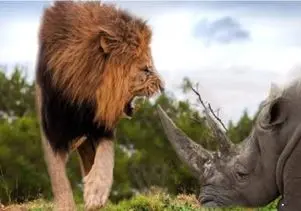  مستند حیات وحش؛ شیر بچه آزار ابتر شد تو آسمون