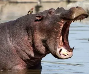 راز بقا؛ هندونه خوردن اسب آبی رو دیدی؟ انگار داره کیک یزدی میخوره! 