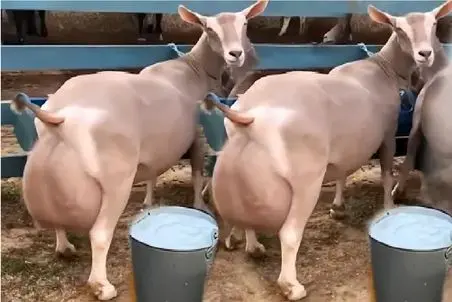 بز باورنکردنی؛ بز سی کیلو شیر جمع کرده تو شیردونش گشاد گشاد راه میره