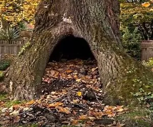 معماری خلاقانه؛ تو تنه درخت یه اتاق کار ساختن از اتاق بیل گیتس هم بهتر و شاهانه تر