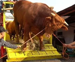 فرآوری گاو؛ گاوهای 1000 کیلویی که به قدری وحشی هستن که نزدیک بود خاور رو معلق کنن