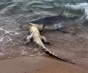 بدایع حیات وحش؛ کومودوی ددمنش 40بار ماهی و نشخوار کرد تا تونست ببلعه