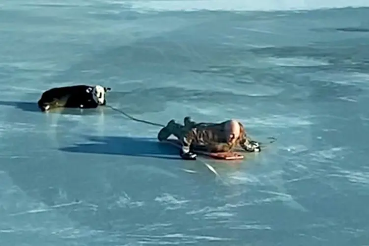 معماری طبیعت؛ نجات گوساله که روی یخ مثل آینه سکندری می خوره