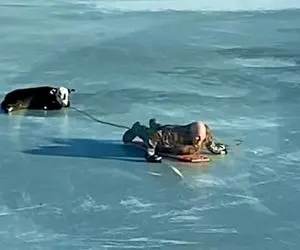 معماری طبیعت؛ نجات گوساله که روی یخ مثل آینه سکندری می خوره