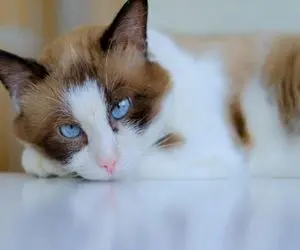 از جذابیت‌های حیات وحش؛ پیرمرده با عصاش گربه رو اسگل کرد اونم پرید تو صورتش