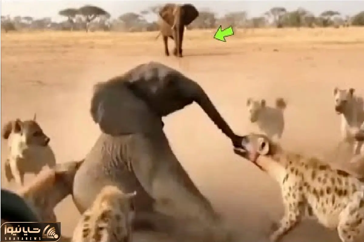  مستند حیات وحش / جدال نفسگیر فیل در حلقه شیر و کفتارها برای ادامه بقا