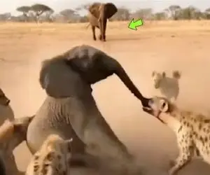  مستند حیات وحش / جدال نفسگیر فیل در حلقه شیر و کفتارها برای ادامه بقا