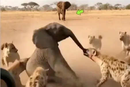  مستند حیات وحش / جدال نفسگیر فیل در حلقه شیر و کفتارها برای ادامه بقا