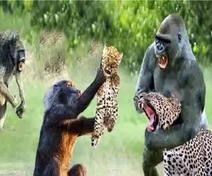 جذابیت حیات وحش؛ بابون شرور میفهمه بهترین دفاع حلمه اس جان پلنگ به خطر میافتد