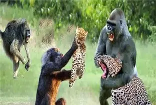 جذابیت حیات وحش؛ بابون شرور میفهمه بهترین دفاع حلمه اس جان پلنگ به خطر میافتد