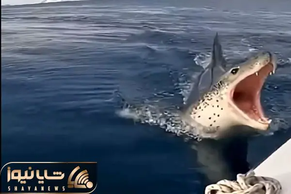 معماری طبیعت؛ نهنگ اومد بچه پنگوئن رو بخوره زنه دخالت کرد نذاشت یه نعره ای کشید نهنگه