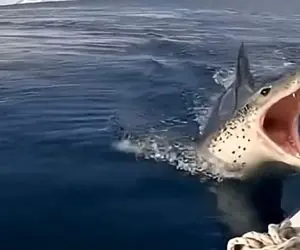 معماری طبیعت؛ نهنگ اومد بچه پنگوئن رو بخوره زنه دخالت کرد نذاشت یه نعره ای کشید نهنگه