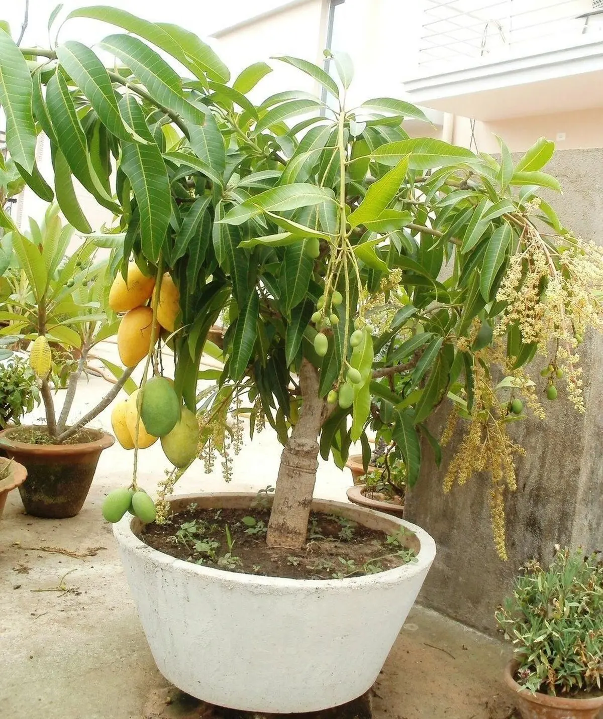 کاشت انبه