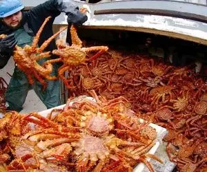 فرآوری گوشت خرچنگ؛ دست و پاهاش قطع می کنن و جوری که زیر دندون خرچ کنه برشته سرو میکنن