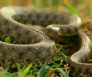 مستند حیات وحش؛ فیلمی واقعی و مهیج از بزرگترین مار جهان که با دیدنش شاخ درمیاری