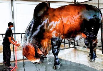 حیوانات غول جثه؛ 20 تا از بزرگ ترین گاو های ماده و نر جهان که وزن اون ها تنی هست