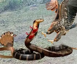 شاهکار حیات وحش؛ عقاب از آسمون شیرجه میزنه دل و روده مار از شکمش بکشه بیرون