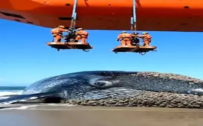 مستند کاوش؛ نهنگ به خاطره کثافت های روش تو ساحل گیر کرده اومدن پولیش زدن کیسه کشیدنش