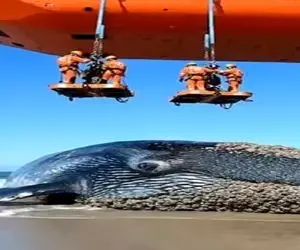 مستند کاوش؛ نهنگ به خاطره کثافت های روش تو ساحل گیر کرده اومدن پولیش زدن کیسه کشیدنش