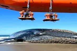 مستند کاوش؛ نهنگ به خاطره کثافت های روش تو ساحل گیر کرده اومدن پولیش زدن کیسه کشیدنش