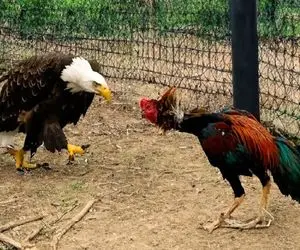 شاهکار حیات وحش؛ عقاب هرزه به مرغدونی حمله کرد خروس باغیرت سوراخش کرد