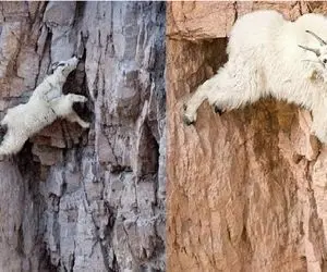 مستند حیات وحش؛ بز کوهی که به نیش جاذبه میخنده