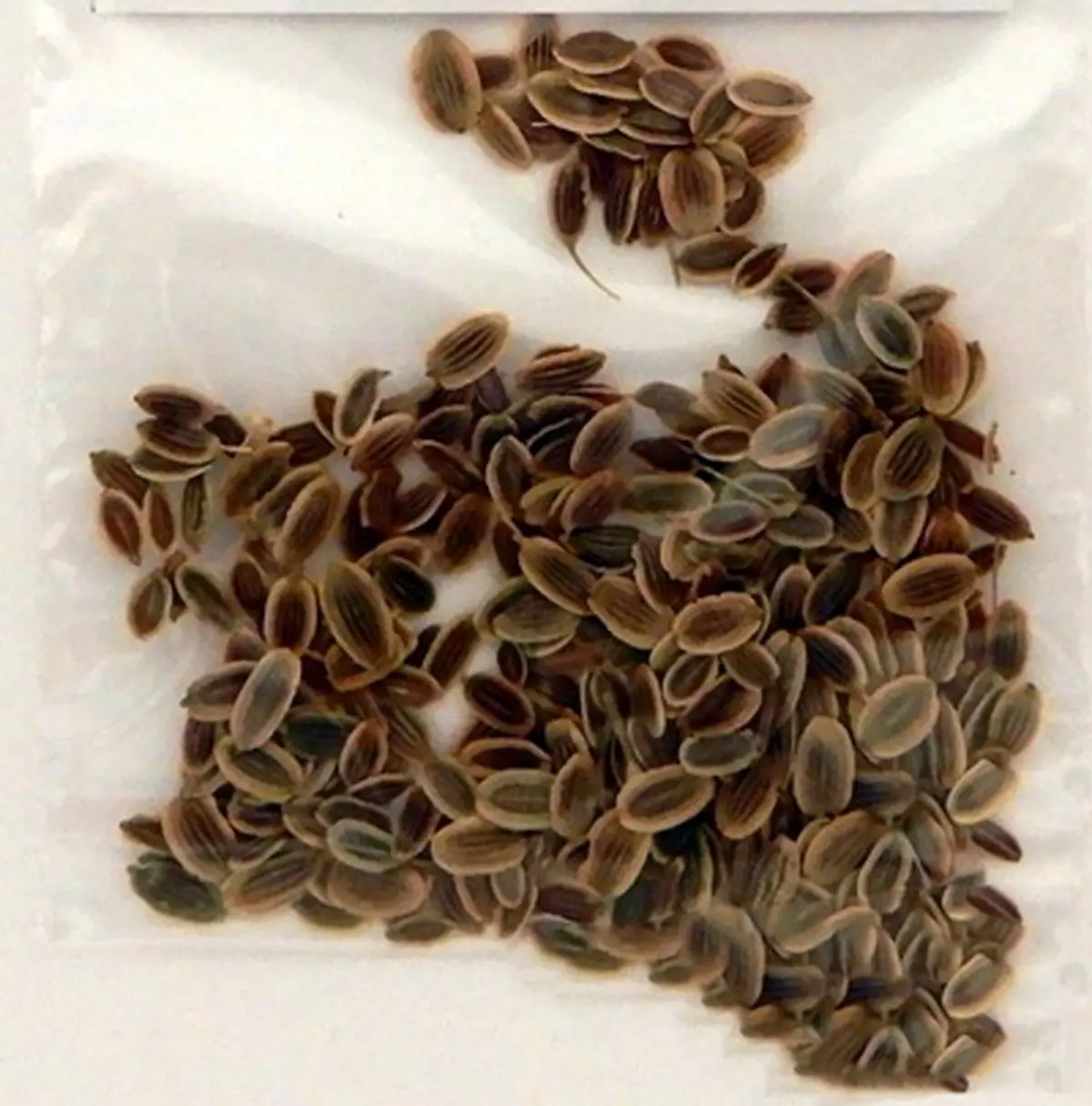 Dillweed-Seeds-Anethum-Graveolens