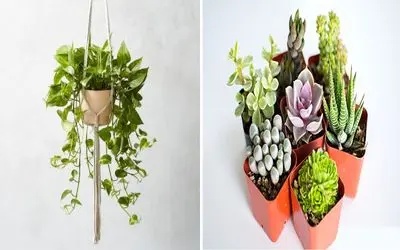 گلدون کم‌ عمق رو دست کم نگیر/ این گیاها برای گلدون های کوچیک ساخته شدن