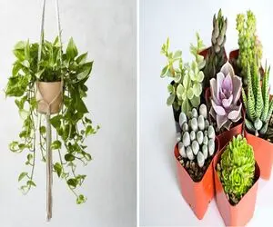 گلدون کم‌ عمق رو دست کم نگیر/ این گیاها برای گلدون های کوچیک ساخته شدن