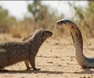 مستند حیات وحش /  نبرد ستیزجویانه مار و مانگوس زرد برای نشان قدرت