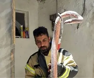 (عکس) چمپاته زدن مار بزرگ 4 متری روی سینه زن زنجانی