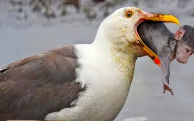 بدایع حیات وحش/ مرغ دریایی درسته یک میمون را قورت میدهد