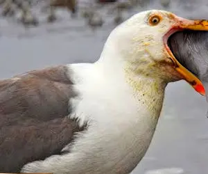 بدایع حیات وحش/ مرغ دریایی درسته یک میمون را قورت میدهد