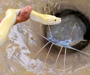 از جذابیت های حیات وحش؛ پسره کله پوک واسه شکار گربه ماهی مار رو عین شلنگ انداخت دورش