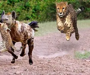 بدایع حیات وحش؛ کفتار گرسنه توله پلنگ قاپید پلنگ سفاک واس انتقام شرحه اش کرد