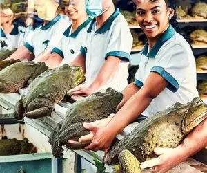 فرآوری قورباغه؛ آقاهه کله خر 1000 تا قورباغه رو ریخته تو گونی اونام هی بال بال میزنن