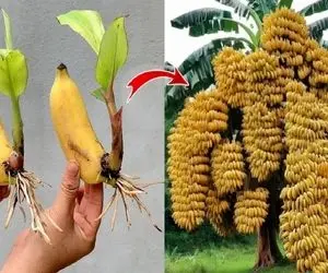 کشاورزی نوین؛ درخت موز رو بعد از عمل اومدن از بیخ و ریشه زدن سال بعد 2 برابر میوه داد