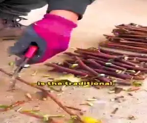 کشاورزی نوین؛ بدون دونه و فقط با شاخه ی دورریختنی انگور درخت پرورش دادن بارش چند تنه