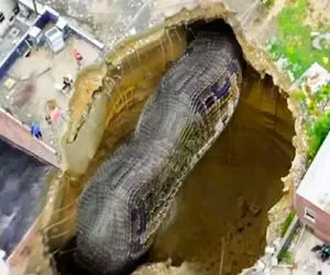 صحنه دهشتناک؛ تو زیرزمین خونه پیتون پرورش دادن هرکول شده موقع خزیدن ساختمون ترکید