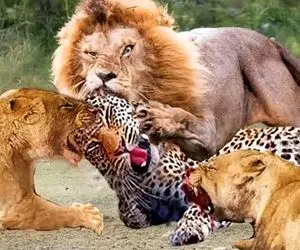 مستند حیات وحش؛  مثلث پلنگ شیر و ایمپالا