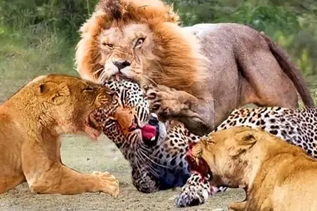 مستند حیات وحش؛  مثلث پلنگ شیر و ایمپالا